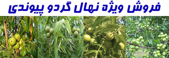 خرید نهال گردو پیوندی