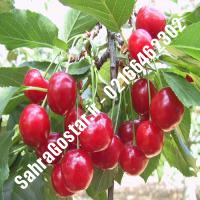 نهال آلبالو گیسی کرج