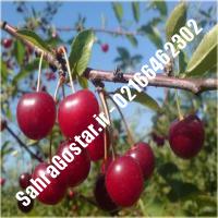 نهال آلبالو مجاری پیش رس کرج