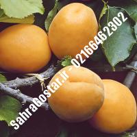 نهال زردآلو قیسی| زردآلو قیسی| نهالستان صحراگستر البرز 02166462302