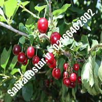 نهال آلبالو سیلویا کرج
