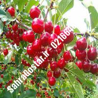 نهال آلبالو پایه گزیلا کرج