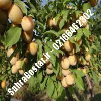 نهال آلو قطره طلا کرج | نهالستان مهندس مخملباف | 09120398416