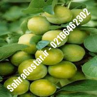 نهال آلو یلواگ کرج | نهالستان مهندس مخملباف | 09120398416