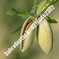 نهال بادام سهند شناسنامه دار بادام سهند شناسنامه دار نهالستان بزرگ کرج 09120398416 مهندس مخملباف