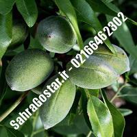 نهال بادام فرانسوی پایه رویشی بادام فرانسوی پایه رویشی نهالستان بزرگ کرج 09120398416 مهندس مخملباف