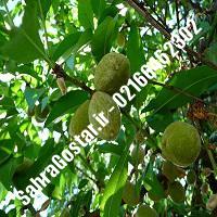 نهال بادام فرانسیس پایه رویشی بادام فرانسیس پایه رویشی نهالستان بزرگ کرج 09120398416 مهندس مخملباف