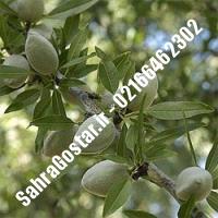 نهال بادام منقا شناسنامه دار بادام منقا شناسنامه دار نهالستان بزرگ کرج 09120398416 مهندس مخملباف