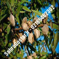 نهال بادام کاغذی شناسنامه دار بادام کاغذی شناسنامه دار نهالستان بزرگ کرج 09120398416 مهندس مخملباف