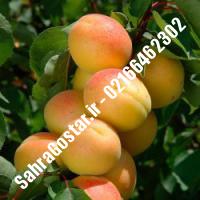 نهال زردآلو جهانگیری رجبعلی زردآلو جهانگیری رجبعلی نهالستان صحراگستر البرز 02166462302
