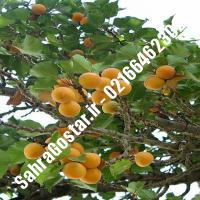 نهال زردآلو رویال زردآلو رویال نهالستان صحراگستر البرز 02166462302 (کپی)