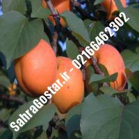 نهال زردآلو رکسانا زردآلو رکسانا نهالستان صحراگستر البرز 02166462302