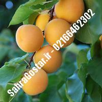 نهال زردآلو شاهرودی زردآلو شاهرودی نهالستان صحراگستر البرز 02166462302