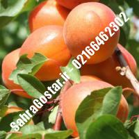 نهال زردآلو شکرپاره زردآلو شکرپاره نهالستان صحراگستر البرز 02166462302