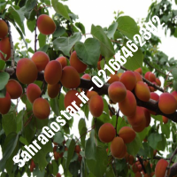 نهال زردآلو نخجوان زردآلو نخجوان نهالستان صحراگستر البرز 02166462302
