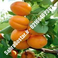 نهال زردآلو نصیری زردآلو نصیری نهالستان صحراگستر البرز 02166462302