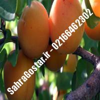 نهال زردآلو نیوکاسل زردآلو نیوکاسل نهالستان صحراگستر البرز 02166462302