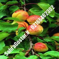 نهال زردآلو هاروجم زردآلو هاروجم نهالستان صحراگستر البرز 02166462302