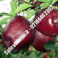 نهال سیب استارکینگ سیب استارکینگ نهالستان صحراگستر البرز 02166462302