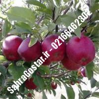 نهال سیب تابستانه اهر سیب تابستانه اهر نهالستان صحراگستر البرز 02166462302