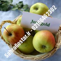 نهال سیب جوناگلد سیب جوناگلد نهالستان صحراگستر البرز 02166462302