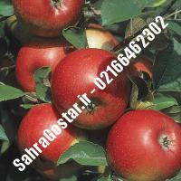 نهال سیب ردمریکال سیب ردمریکال نهالستان صحراگستر البرز 02166462302