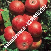 نهال سیب سوپر چیف سیب سوپر چیف نهالستان صحراگستر البرز 02166462302