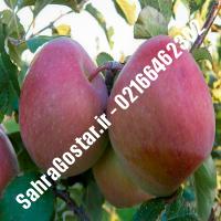 نهال سیب شفیع آبادی سیب شفیع آبادی نهالستان صحراگستر البرز 02166462302