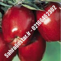 نهال سیب شمیرانی سیب شمیرانی نهالستان صحراگستر البرز 02166462302