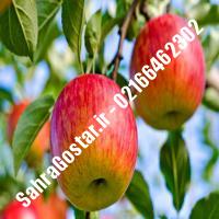 نهال سیب قندک سیب قندک نهالستان صحراگستر البرز 02166462302