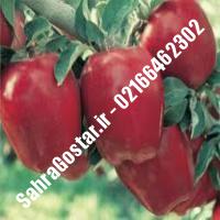 نهال سیب لبنان قرمز سیب لبنان قرمز نهالستان صحراگستر البرز 02166462302