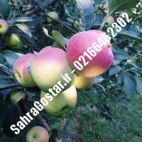 نهال سیب نوری مراغه سیب نوری مراغه نهالستان صحراگستر البرز 02166462302