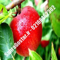 نهال سیب پایه رویشی سیب پایه رویشی نهالستان صحراگستر البرز 02166462302