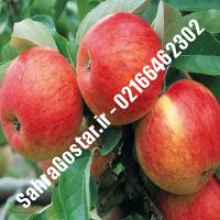 نهال سیب پایه مالینگ سیب پایه مالینگ نهالستان صحراگستر البرز 02166462302