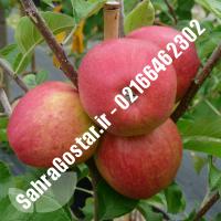 نهال سیب پایه کوتاه سیب پایه کوتاه نهالستان صحراگستر البرز 02166462302