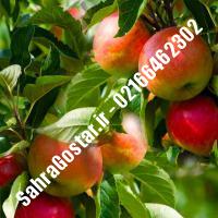 نهال سیب کاکس ارنج سیب کاکس ارنج نهالستان صحراگستر البرز 02166462302