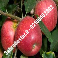 نهال سیب گالا سیب گالا نهالستان صحراگستر البرز 02166462302