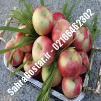 نهال سیب گلاب کهنز سیب گلاب کهنز نهالستان صحراگستر البرز 02166462302