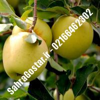 نهال سیب گلدن دلیشز سیب گلدن دلیشز نهالستان صحراگستر البرز 02166462302