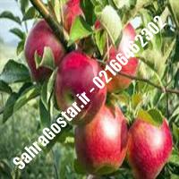 نهال سیب گلشاهی سیب گلشاهی نهالستان صحراگستر البرز 02166462302