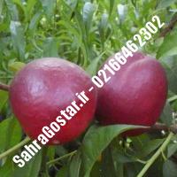 نهال شلیل بیگ تاپ کرج شلیل بیگ تاپ کرج نهالستان صحراگستر البرز 02166462302