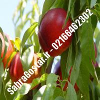 نهال شلیل رفعتی کرج شلیل رفعتی کرج نهالستان صحراگستر البرز 02166462302
