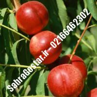 نهال شلیل فانتازیا کرج شلیل فانتازیا کرج نهالستان صحراگستر البرز 02166462302