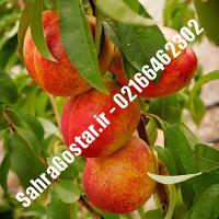 نهال شلیل پایه رویشی رفعتی شلیل پایه رویشی رفعتی نهالستان صحراگستر البرز 02166462302