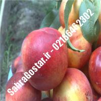 نهال شلیل پایه رویشی سیبی شلیل پایه رویشی سیبی نهالستان صحراگستر البرز 02166462302