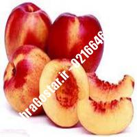 نهال شلیل پایه رویشی شبرنگ شلیل پایه رویشی شبرنگ نهالستان صحراگستر البرز 02166462302