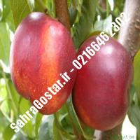 نهال شلیل پایه رویشی فانتازیا شلیل پایه رویشی فانتازیا نهالستان صحراگستر البرز 02166462302