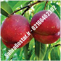 نهال شلیل پایه رویشی کیوتا شلیل پایه رویشی کیوتا نهالستان صحراگستر البرز 02166462302