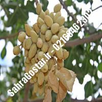 نهال پسته خنجری شناسنامه دار پسته خنجری شناسنامه دار نهالستان بزرگ کرج 09120398416 مهندس مخملباف