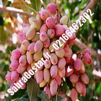نهال پسته فندقی شناسنامه دار | پسته فندقی شناسنامه دار | نهالستان بزرگ کرج 09120398416 مهندس مخملباف